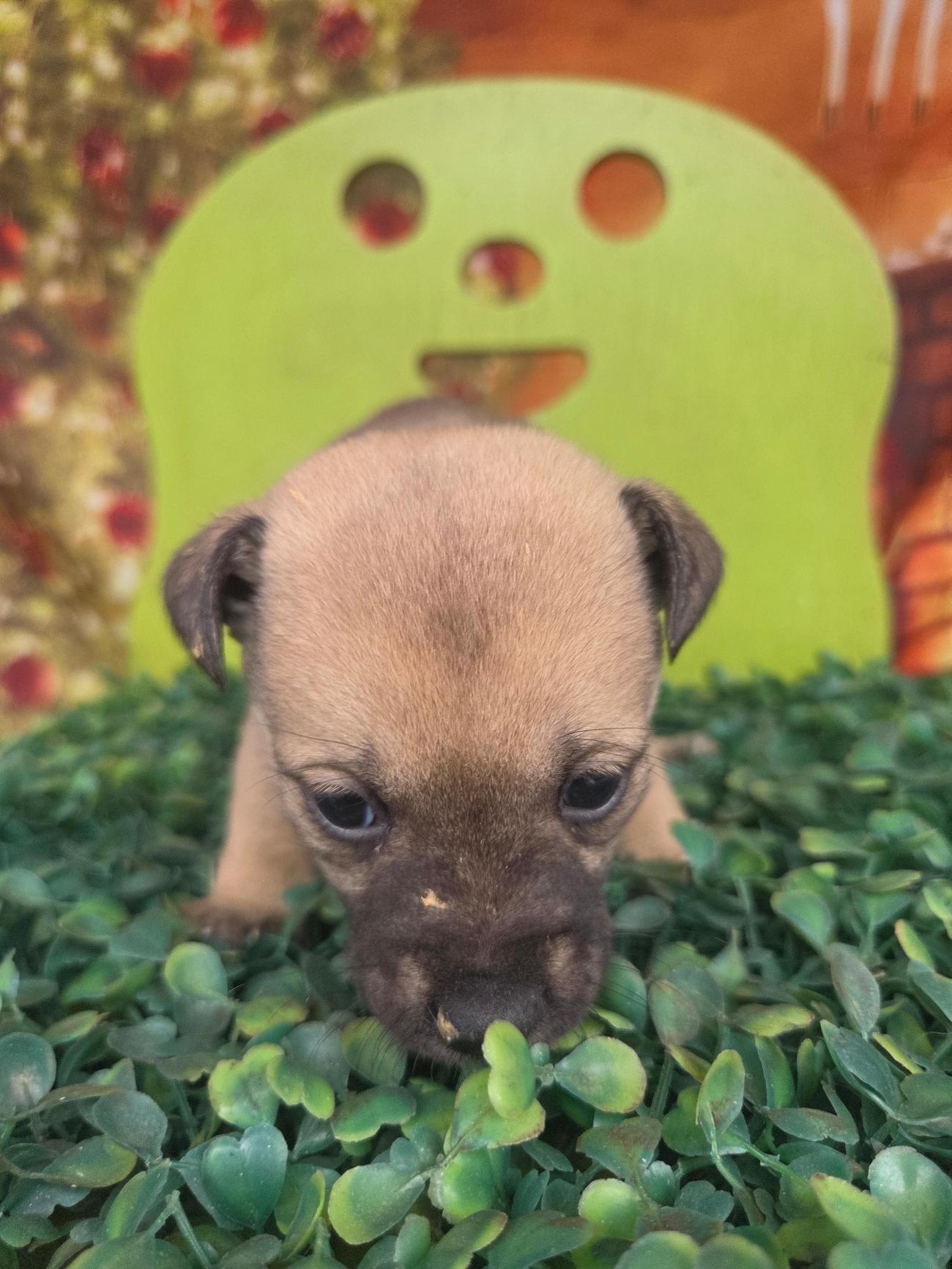 보호중 믹스견의 가…